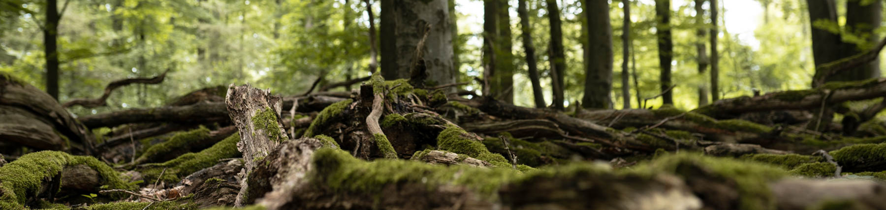 Äste und Wurzeln mit Moos liegen auf dem Waldboden